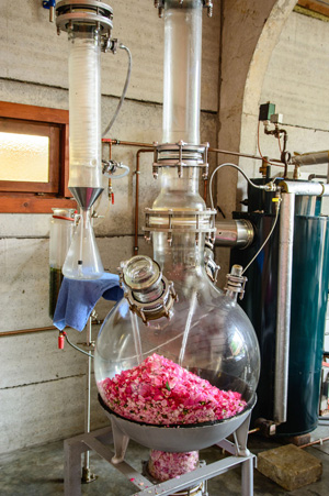 ダマスクローズの香りを採り出す　― 水蒸気蒸留法 ―